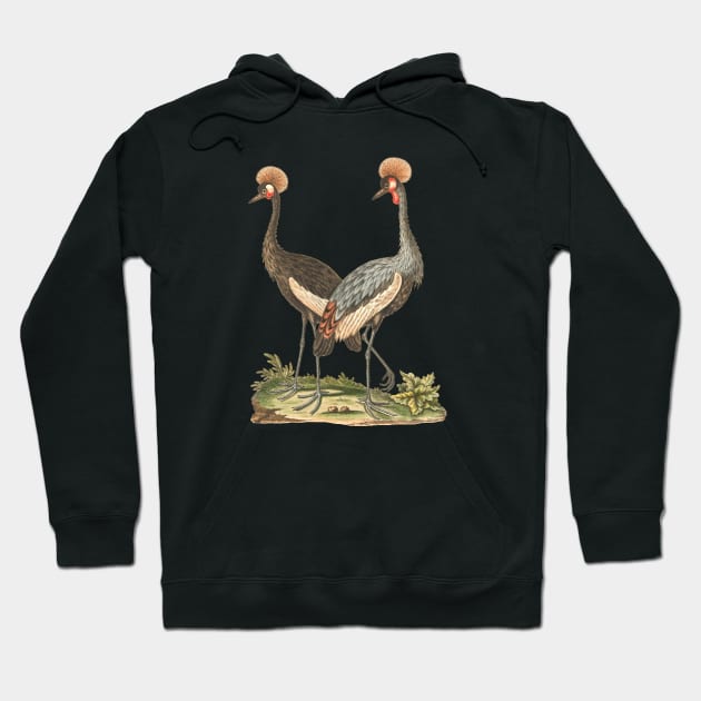 Wildlife Birds Illustration of Crowned African Crane Hoodie by Biophilia